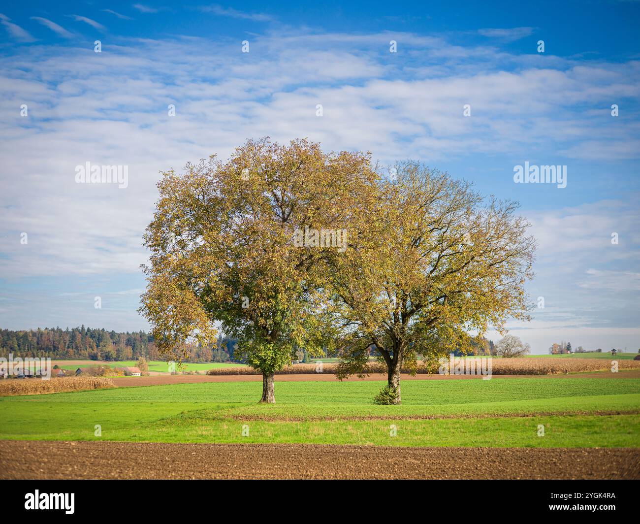 Autumn in the Katzensee nature reserve, field, trees Stock Photo - Alamy