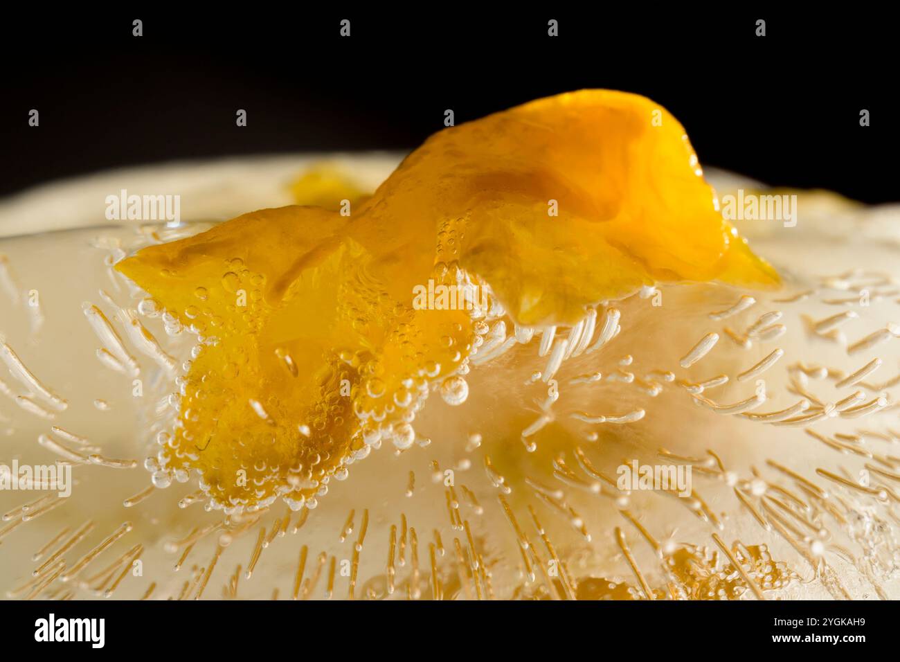 Macro photography of yellow flower frozen in ice in horizontal details of the flower and the ice Stock Photo