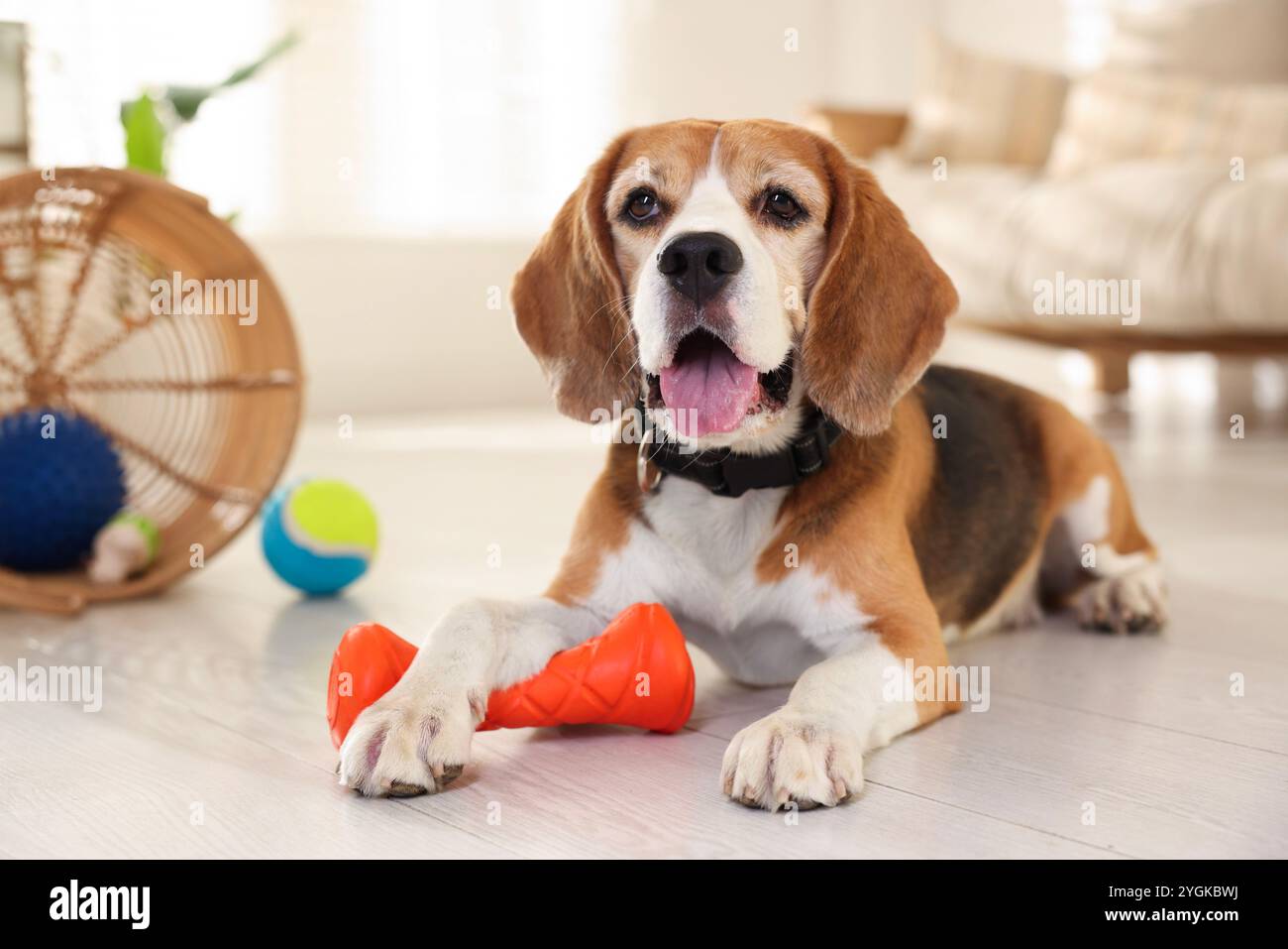 Cute dog playing with toy at home. Adorable pet Stock Photo - Alamy