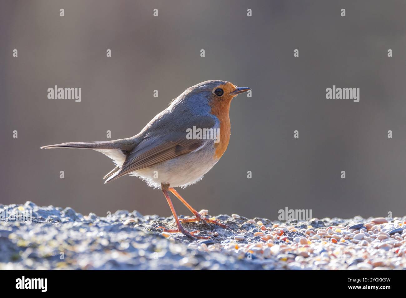 Backlit robin hi-res stock photography and images - Alamy