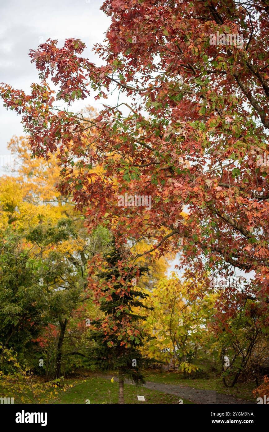 Autumn in Dresden showcases vibrant yellow leaves adorning the city's ...