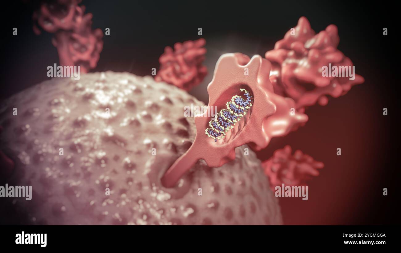 Mrna molecule hi-res stock photography and images - Alamy