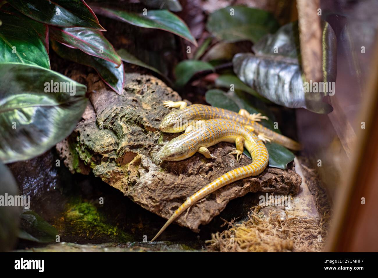 Smooth Scales Creatures smooth scales hi-res stock photography and images - Alamy