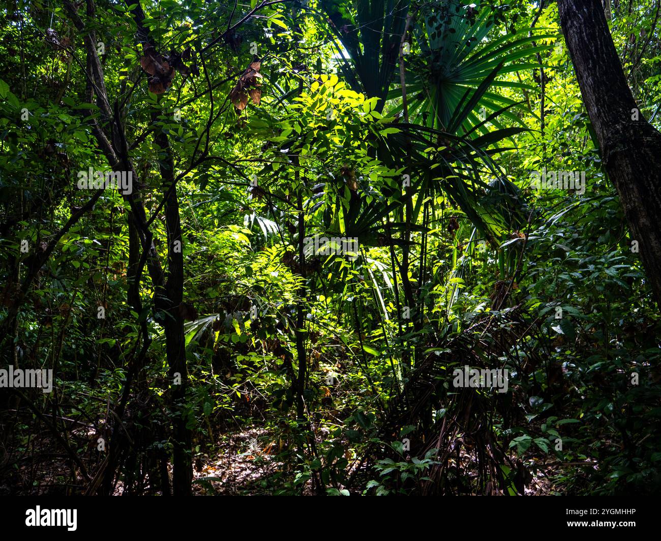 Rainforest in the Tayrona National Park (Parque Nacional Natural
