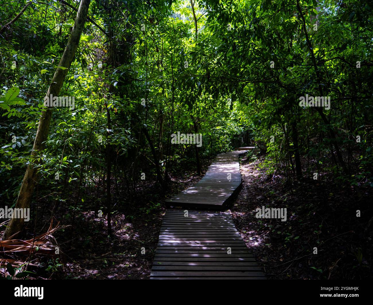 Rainforest in the Tayrona National Park (Parque Nacional Natural