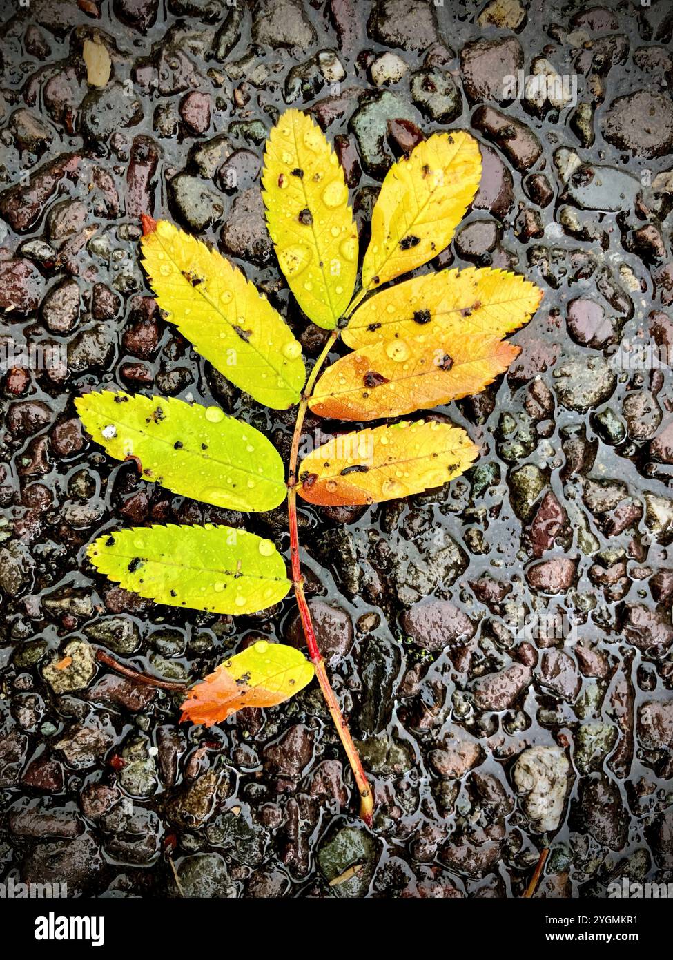 Wet foliage of yellow green leaves hi-res stock photography and images ...
