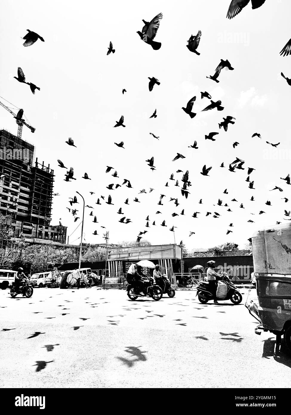 Jaipur city , birds enjoying the street of Jaipur, Rajasthan , India - Smartphone Captured Stock Image