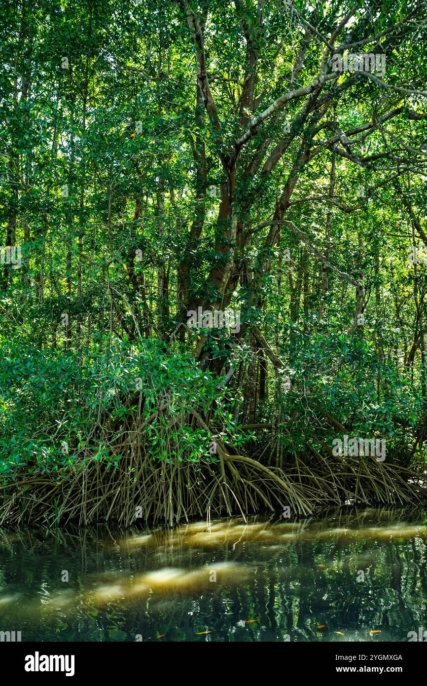 Boat moving through the Rio Tenorio with beautiful landscape of ...