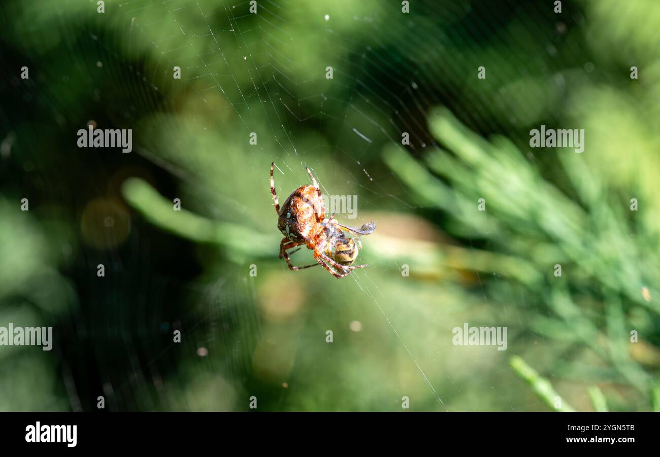 The Patient Hunter: Spider on Its Web. Nature's Geometry. Spider Web ...
