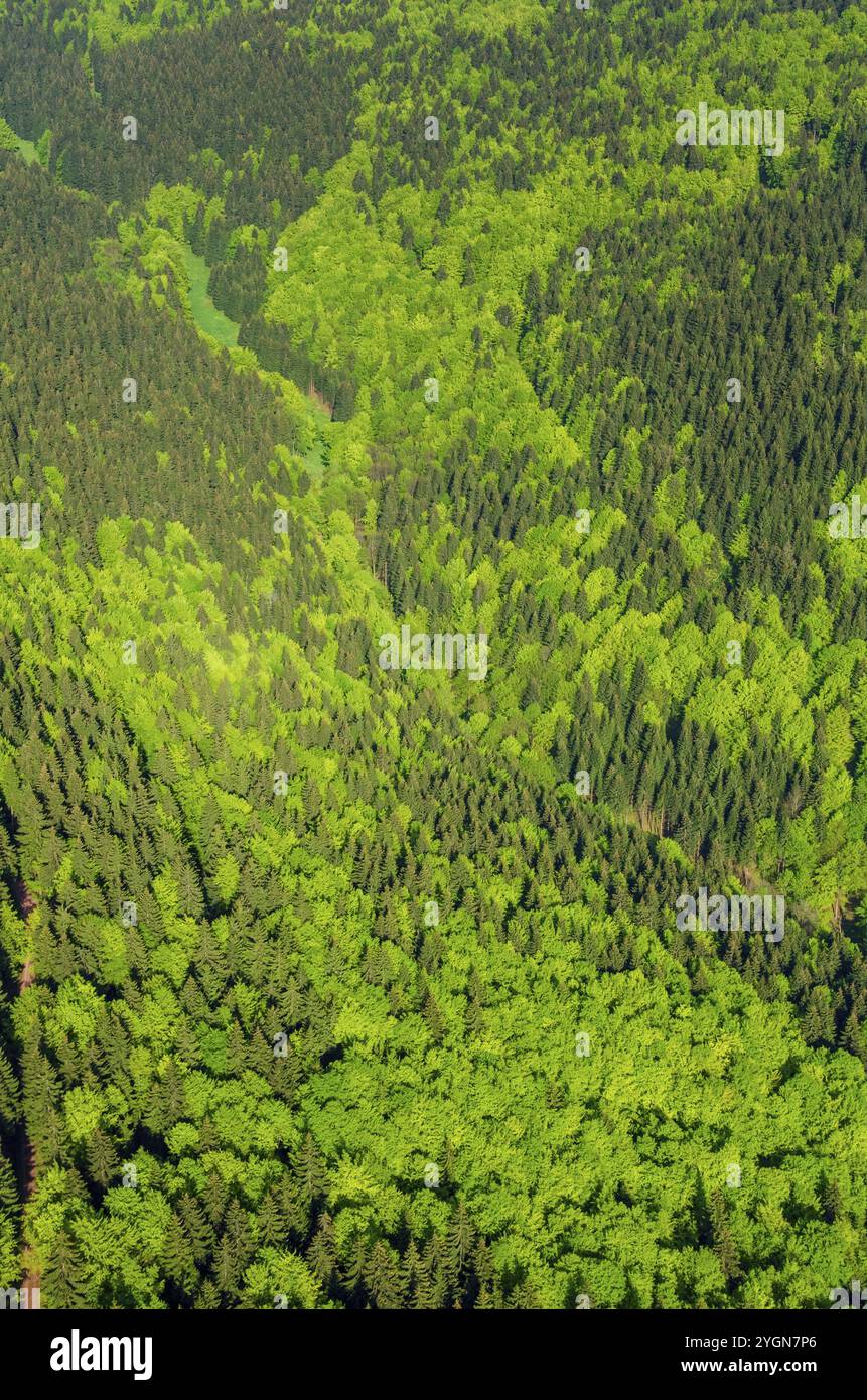 Aerial top view deciduous forest hi-res stock photography and images ...