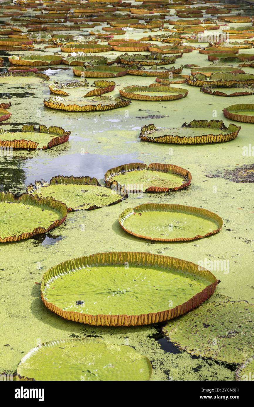 Pond, giant water lilies, Victoria, Victoria plant (Nymphaeaceae), Sir Seewoosagur Ramgoolam Botanical Garden, SSR Botanical Garden, also Pamplemousse Stock Photo