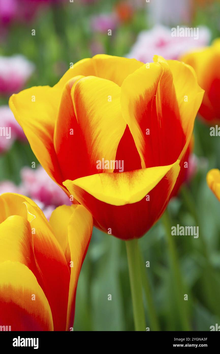 Vibrant close up photos hi-res stock photography and images - Alamy