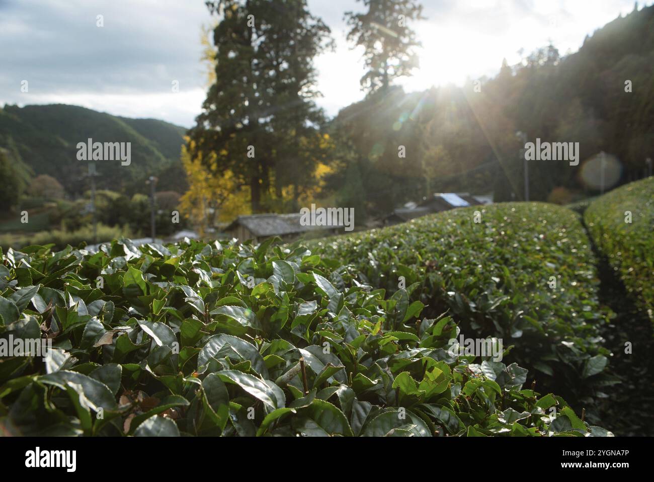 Matcha tea grown hi-res stock photography and images - Alamy