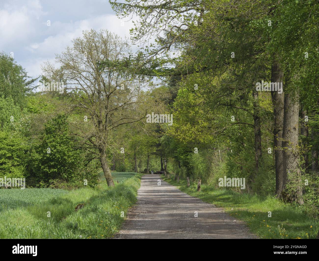 Narrow forest path surrounded by dense, green trees in calm weather, ahaus, muensterland, germany Stock Photo