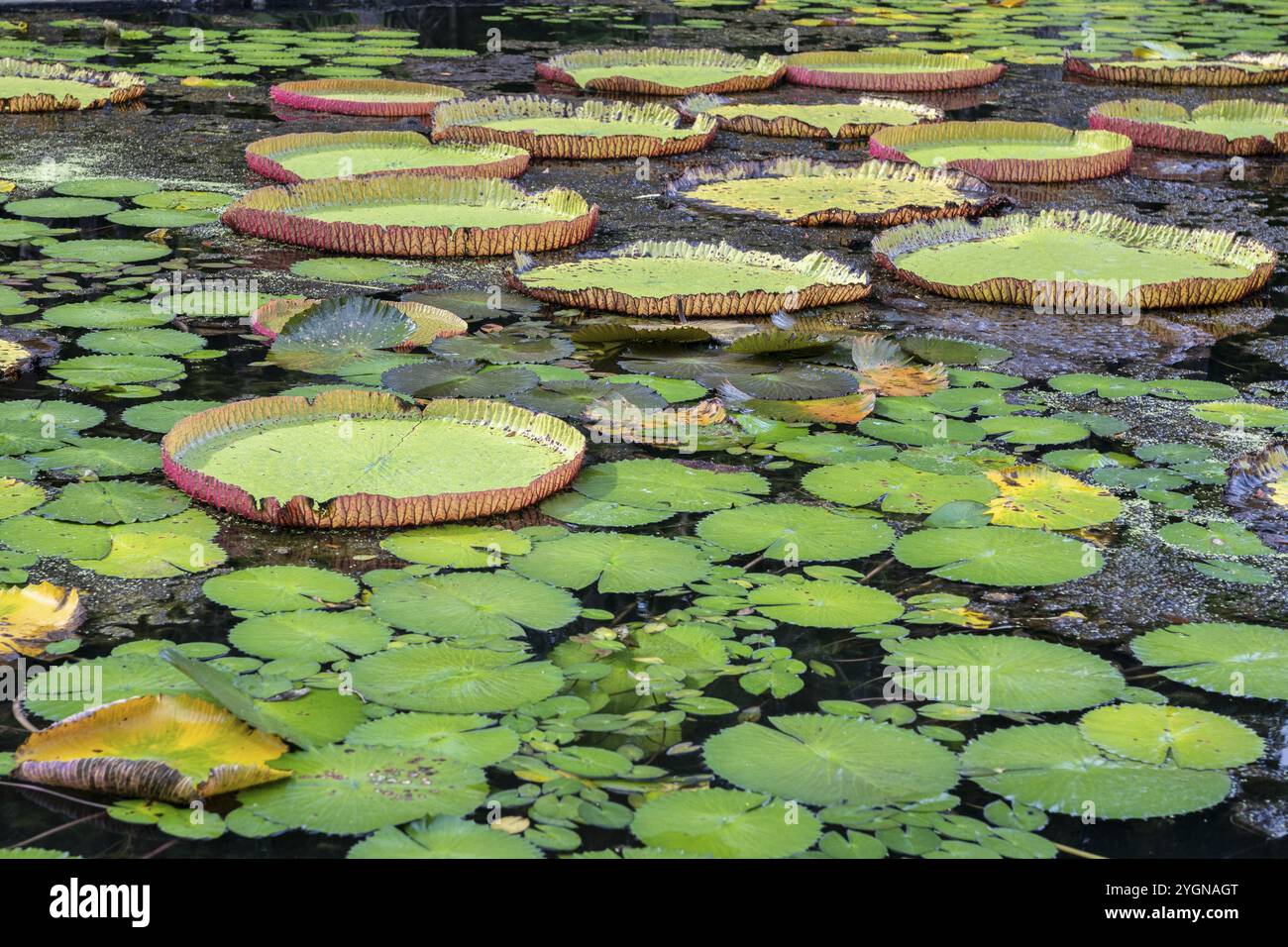 Pond, giant water lilies, Victoria, Victoria plant (Nymphaeaceae), Sir Seewoosagur Ramgoolam Botanical Garden, SSR Botanical Garden, also Pamplemousse Stock Photo