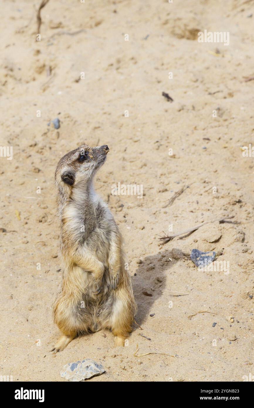 Cute funny meerkat standing on two paws and looking up Stock Photo - Alamy