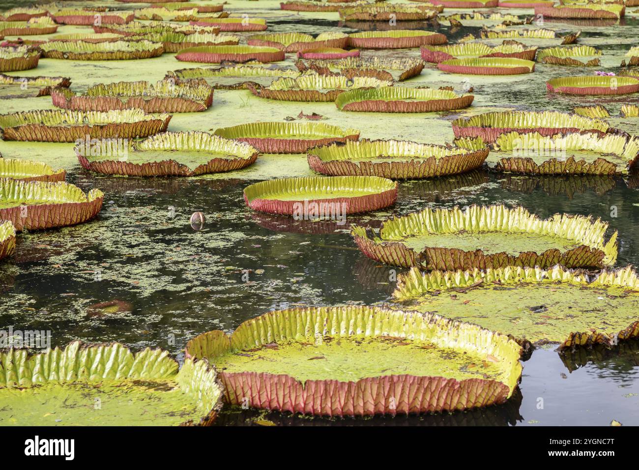 Pond, giant water lilies, Victoria, Victoria plant (Nymphaeaceae), Sir Seewoosagur Ramgoolam Botanical Garden, SSR Botanical Garden, also Pamplemousse Stock Photo