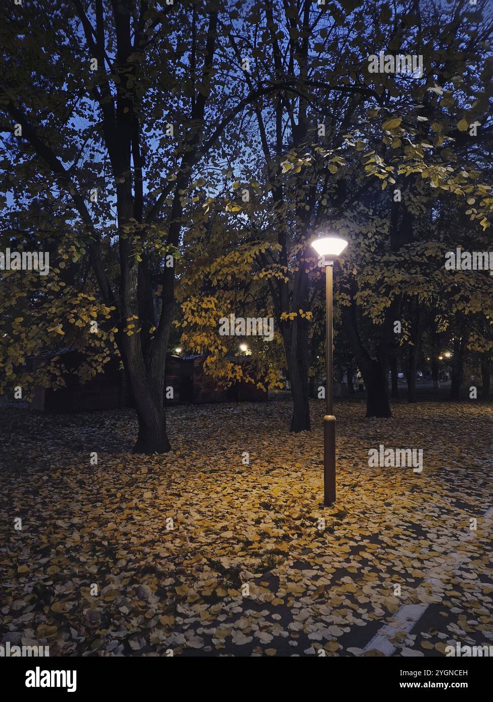 Colorful autumn night in the park with a path covered in fallen yellow ...