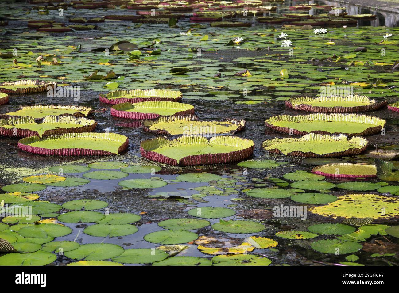 Pond, giant water lilies, Victoria, Victoria plant (Nymphaeaceae), Sir Seewoosagur Ramgoolam Botanical Garden, SSR Botanical Garden, also Pamplemousse Stock Photo