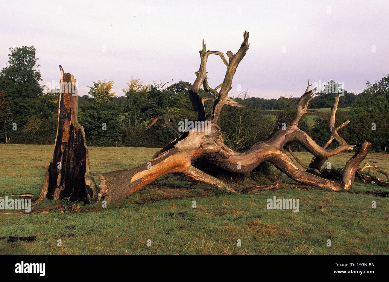 Fallen dead tree missing its bark, England Stock Photo - Alamy