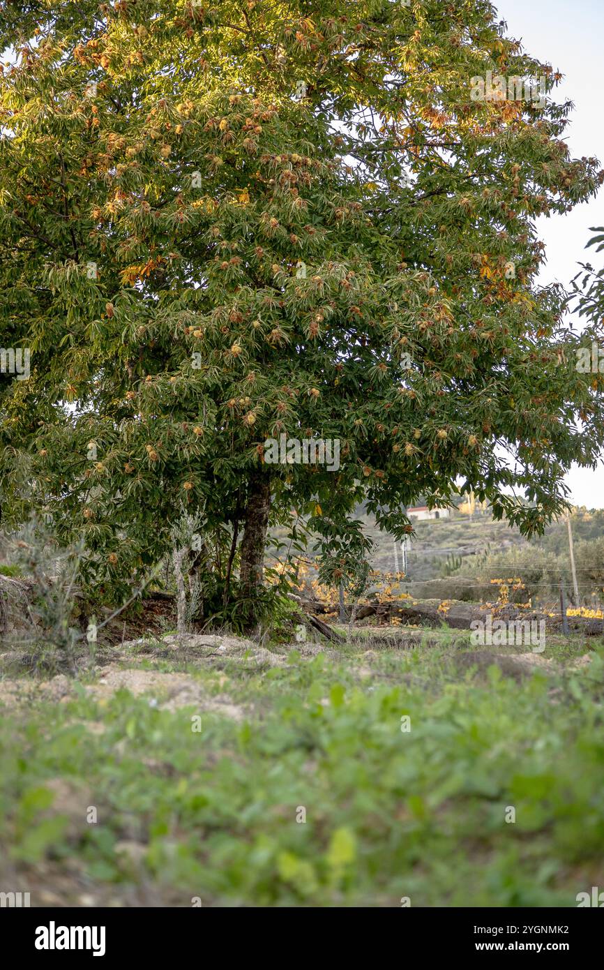 A lush chestnut tree filled with ripe burrs stands tall in a rural landscape, ready for autumn harvest Stock Photo