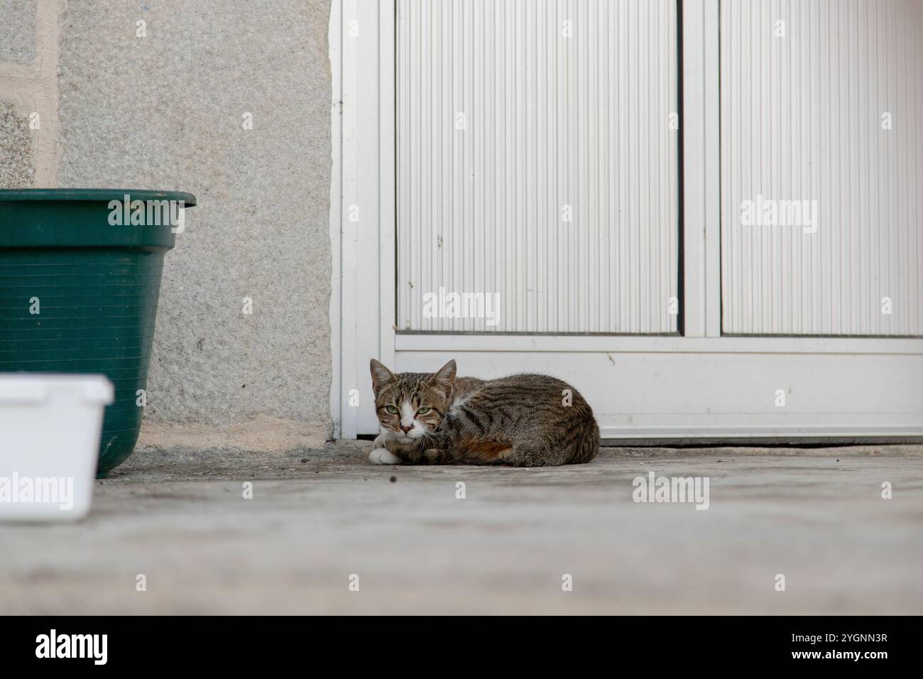 A tabby cat rests on a concrete porch near a white door Stock Photo - Alamy