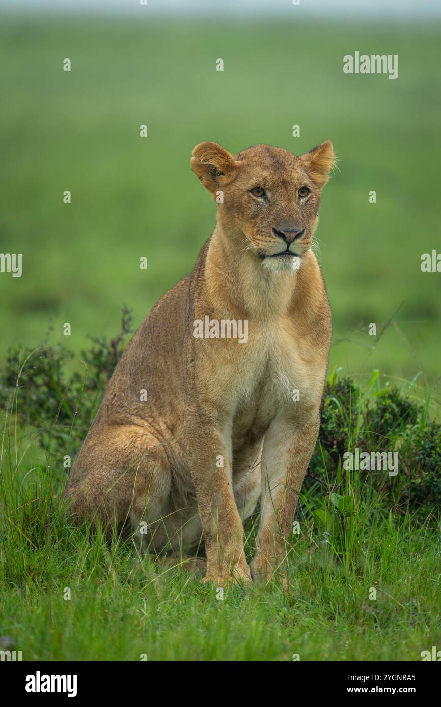 Lioness sitting on grass hi res stock photography and images Alamy