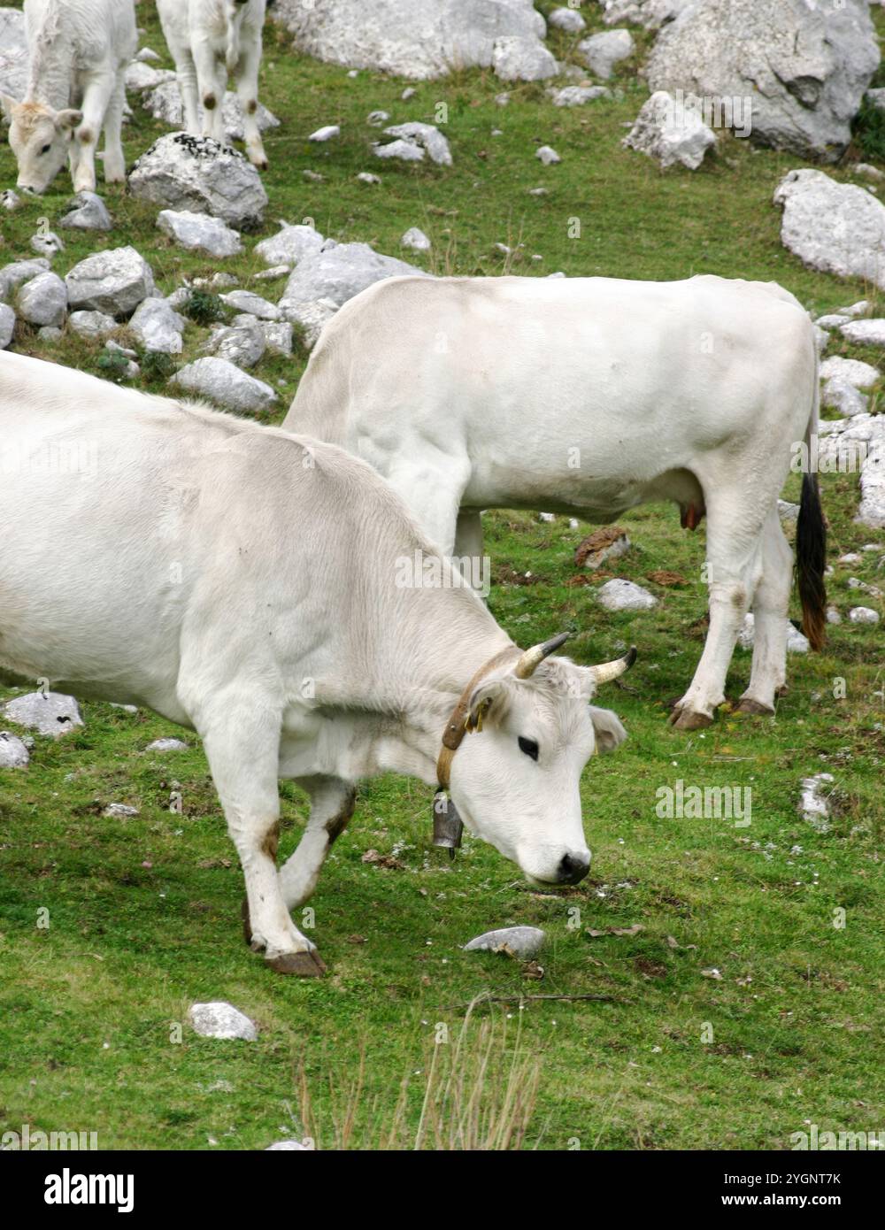 White cows are grazing peacefully on a lush green mountain pasture, one ...