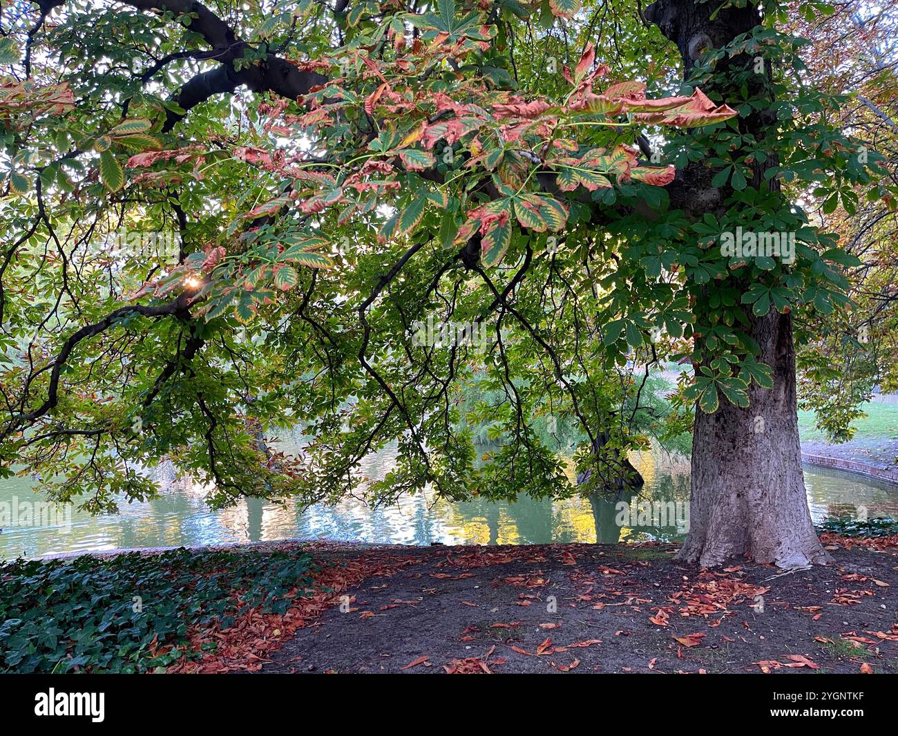 Autumn in El Retiro park. Madrid, Spain. - Smartphone Captured Stock Image