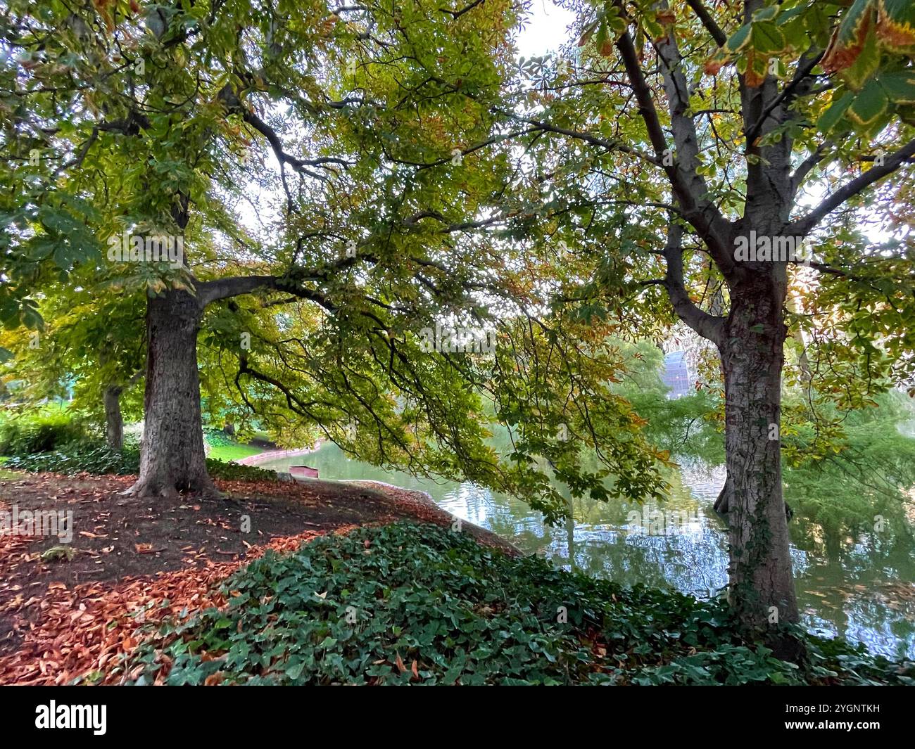 Autumn in El Retiro park. Madrid, Spain. - Smartphone Captured Stock Image