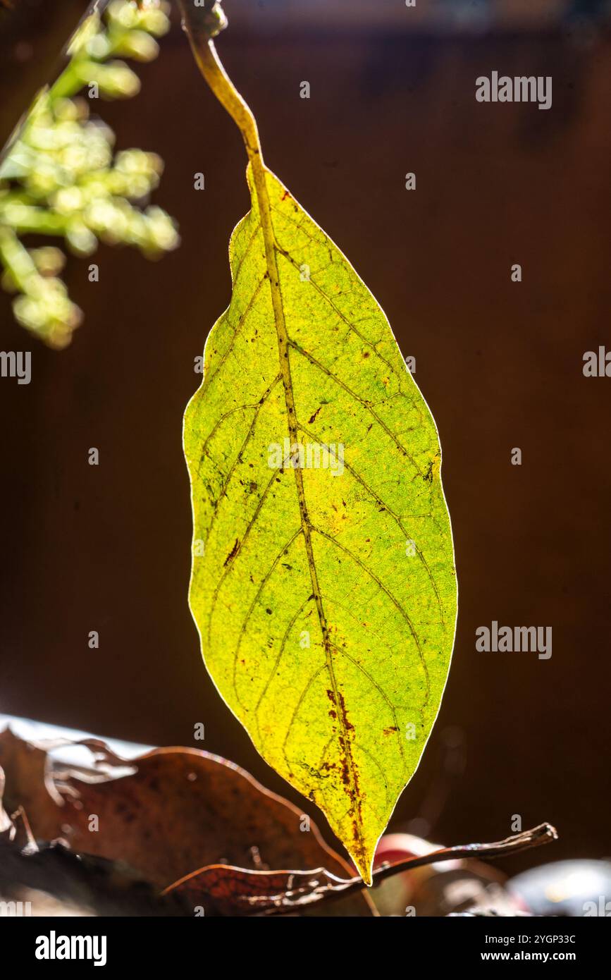 Avocado leaf - Kampala Uganda Stock Photo