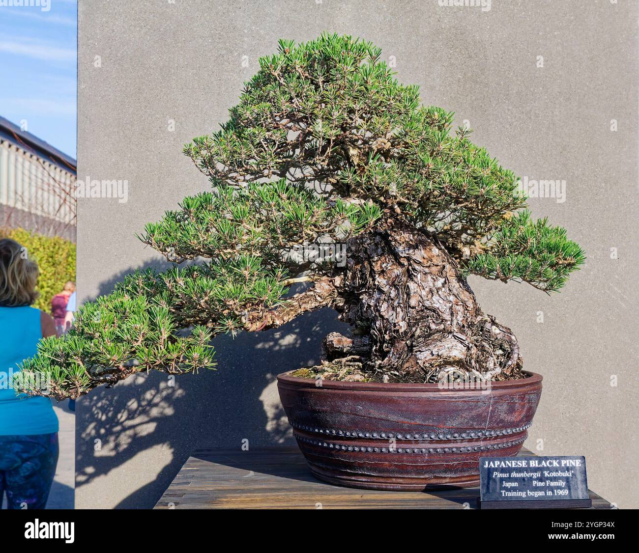 Large bonsai tree, Japanese black pine, Pinus thunbergii kotobuki,  training started 1969, round pot, evergreen, Bonsai Court, Pennsylvania,  Longwood Stock Photo - Alamy