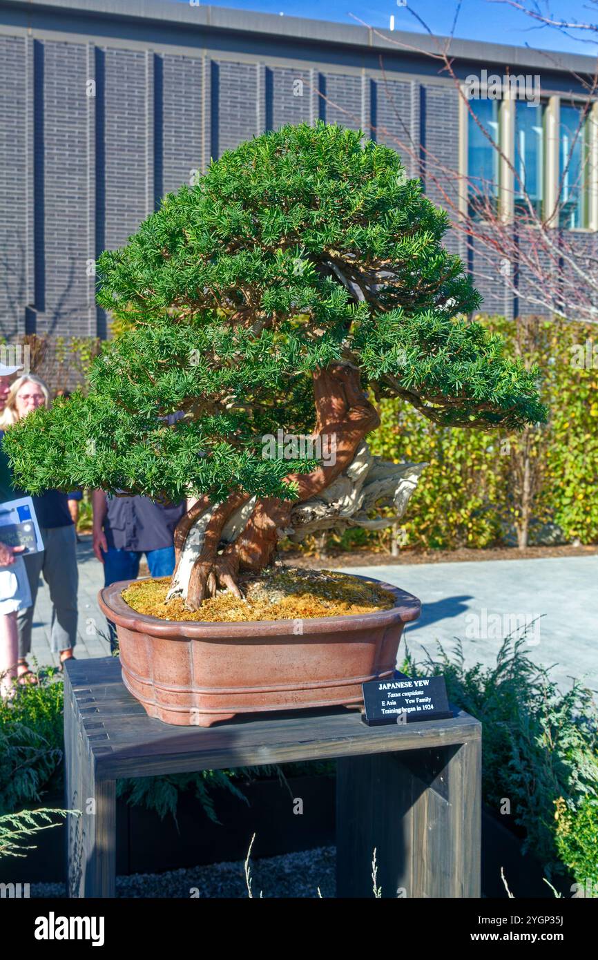 Bonsai training hi-res stock photography and images - Alamy