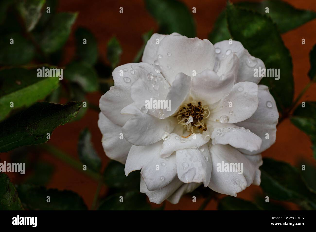 Musk Rose - ( Persea americana) Uganda Stock Photo - Alamy