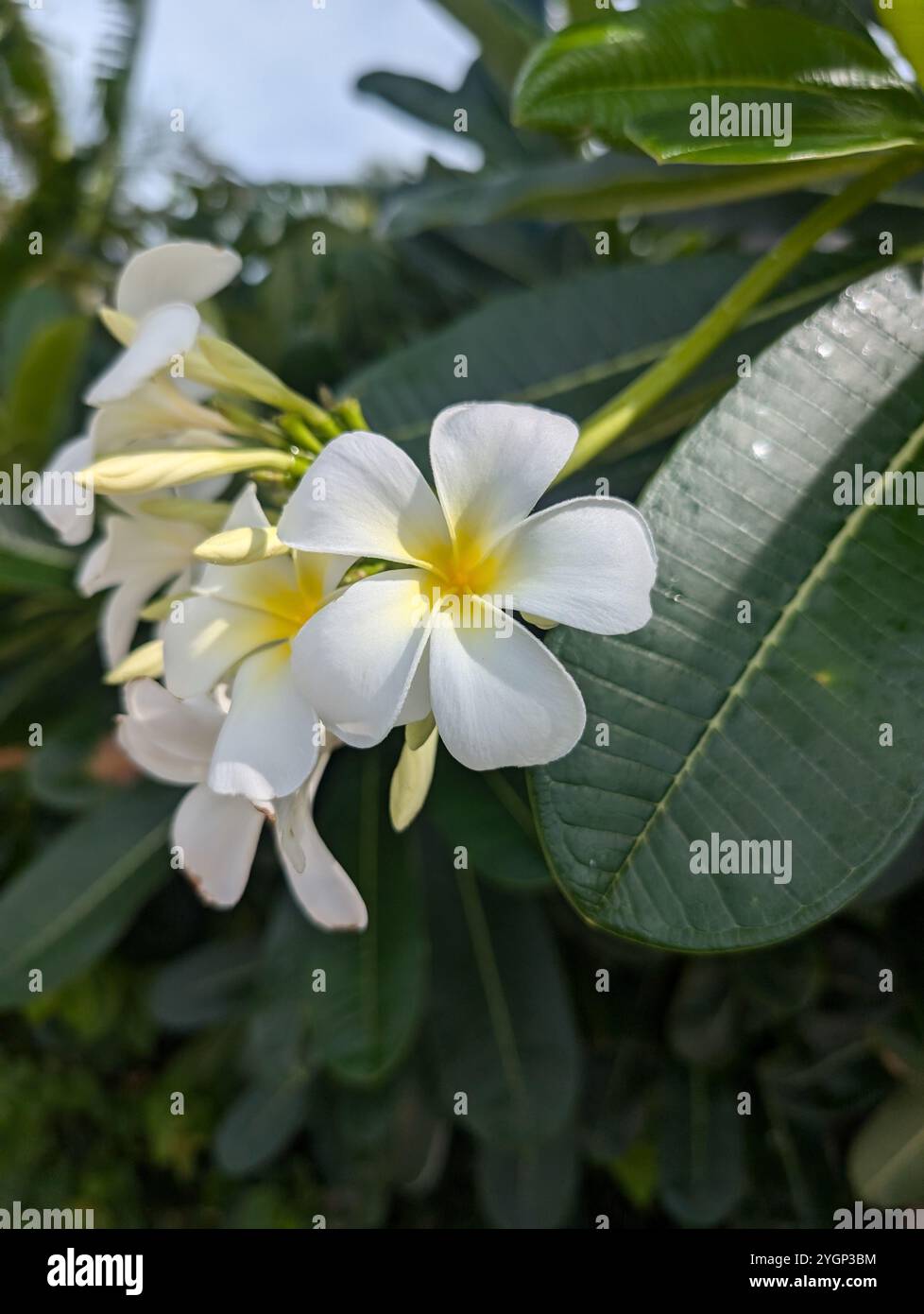 Plumeria - Smartphone Captured Stock Image