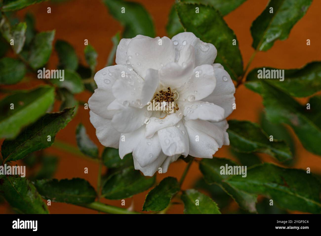 Musk Rose - ( Persea americana) Uganda Stock Photo - Alamy
