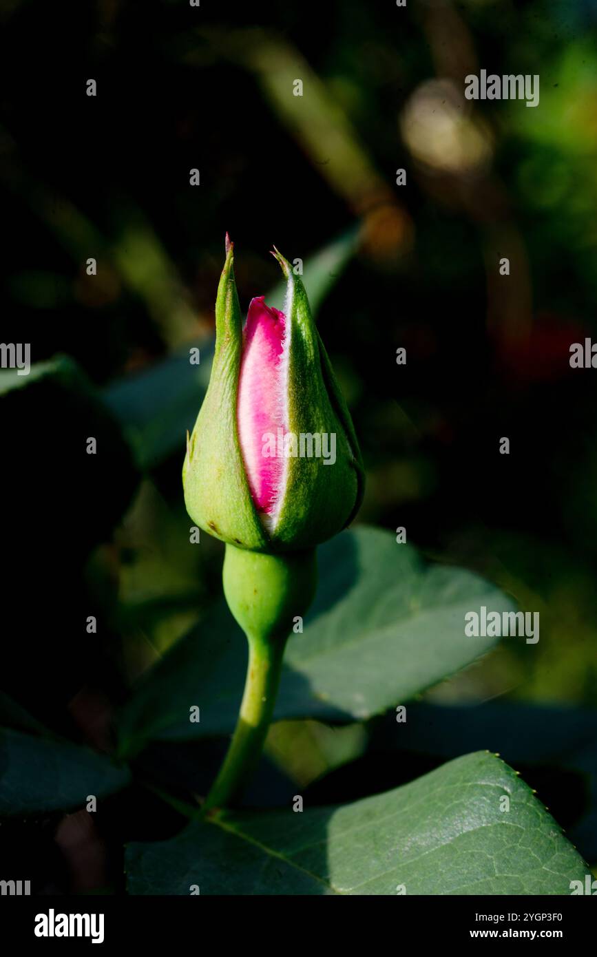 Damask rose ( Rosa × damascena ) Kampala Uganda Stock Photo - Alamy