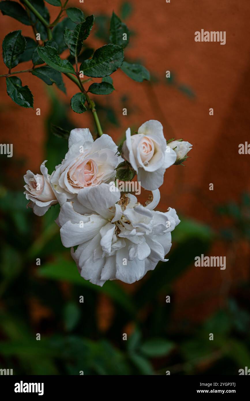 Musk rose rosa moschata hi-res stock photography and images - Alamy