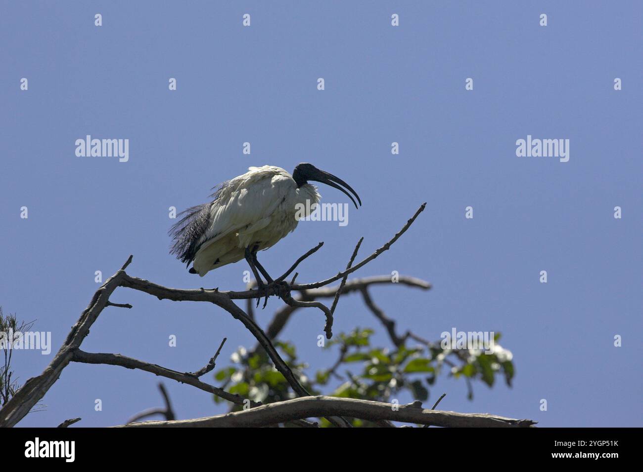 African sacred ibis Threskiornis aethiopicus Durban Botanical Garden South Africa Stock Photo