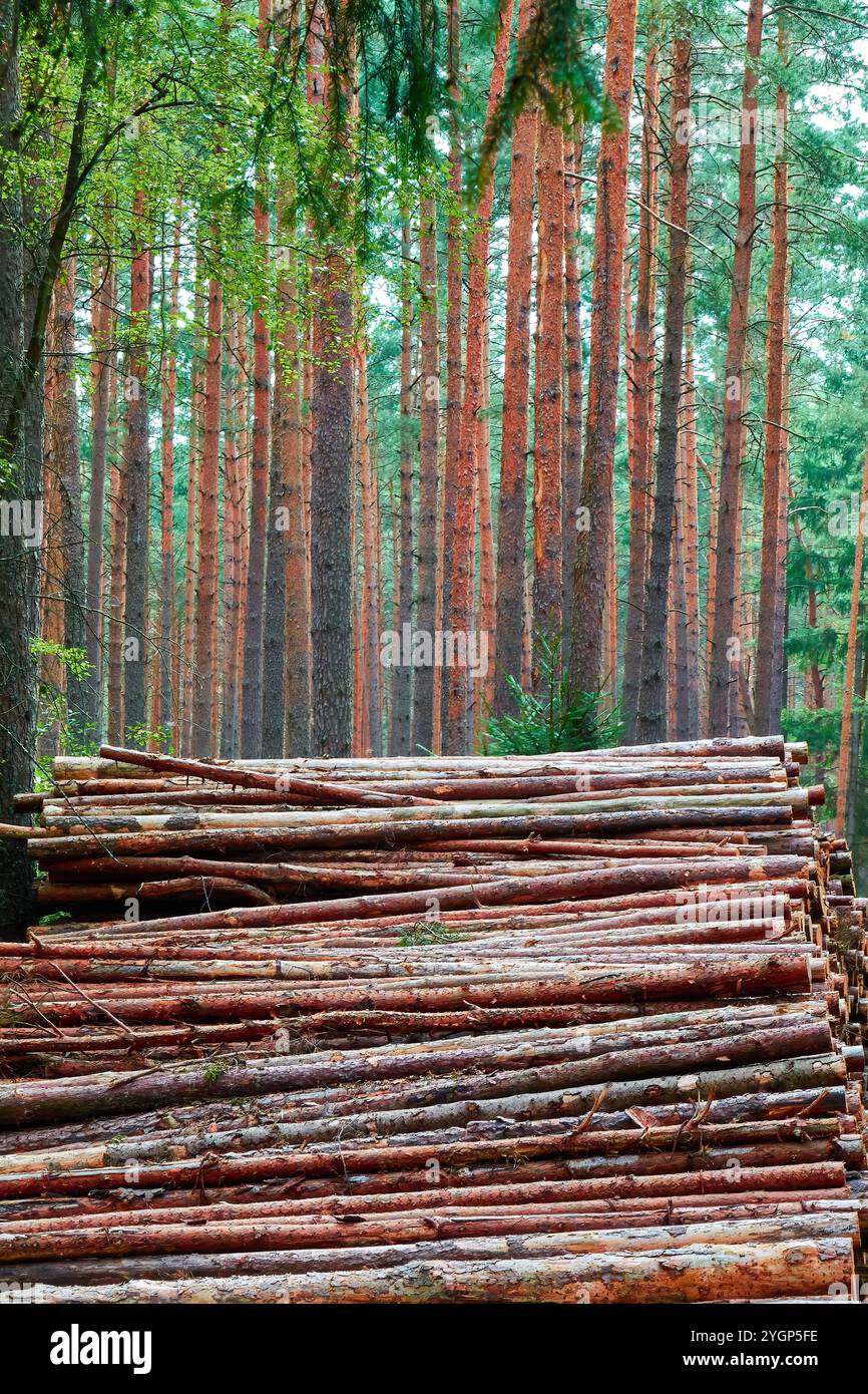 Pine forests in the Czech Republic. Stock Photo