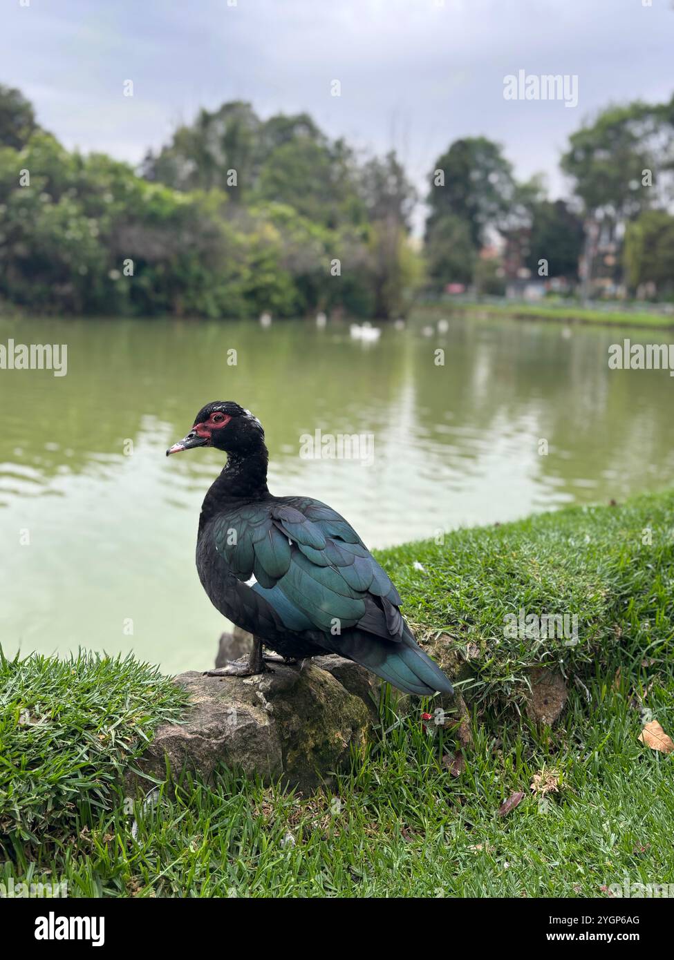 A Muscovy duck peacefully relaxing by the lakeside in a vibrant green park - Smartphone Captured Stock Image