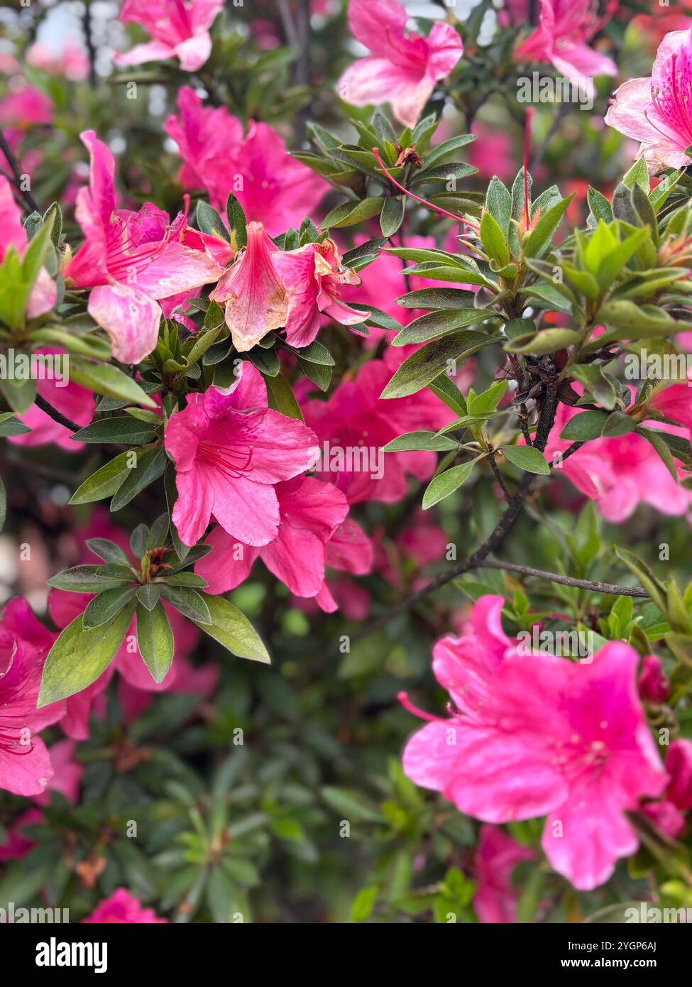 Bright pink azaleas in full bloom, surrounded by lush green foliage, showcasing the beauty of nature. - Smartphone Captured Stock Image