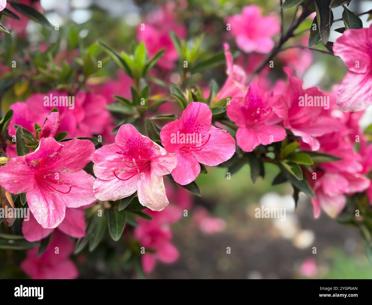 Bright pink azaleas in full bloom, surrounded by lush green foliage, showcasing the beauty of nature. - Smartphone Captured Stock Image