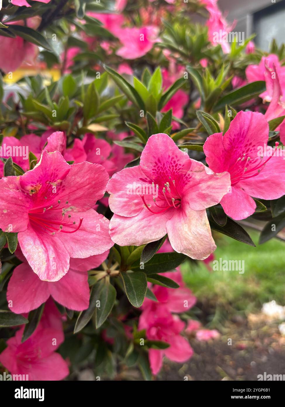Bright pink azaleas in full bloom, surrounded by lush green foliage, showcasing the beauty of nature. - Smartphone Captured Stock Image