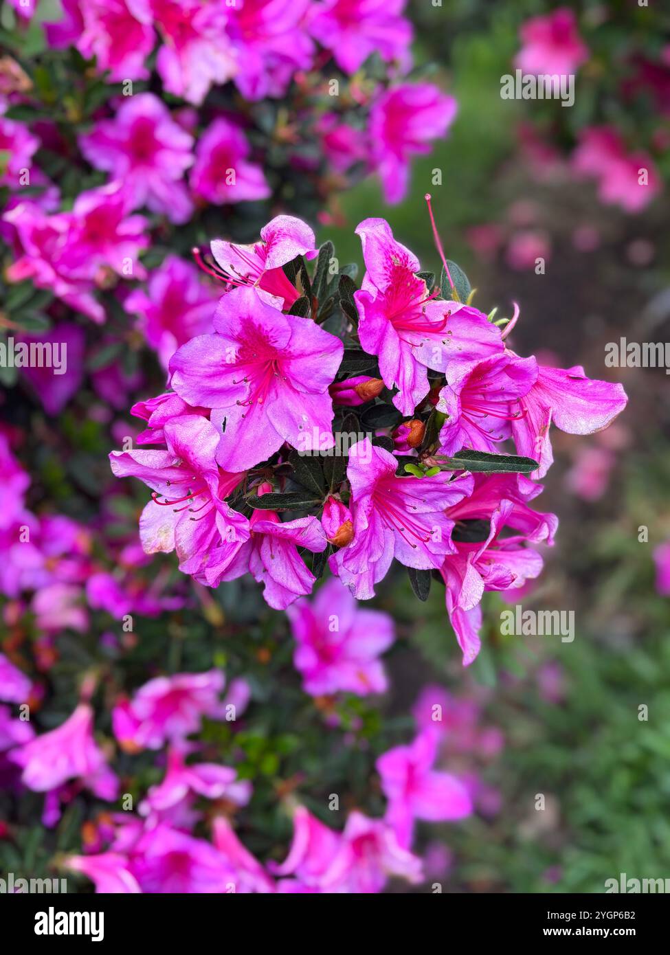 Bright pink azaleas in full bloom, surrounded by lush green foliage, showcasing the beauty of nature. - Smartphone Captured Stock Image