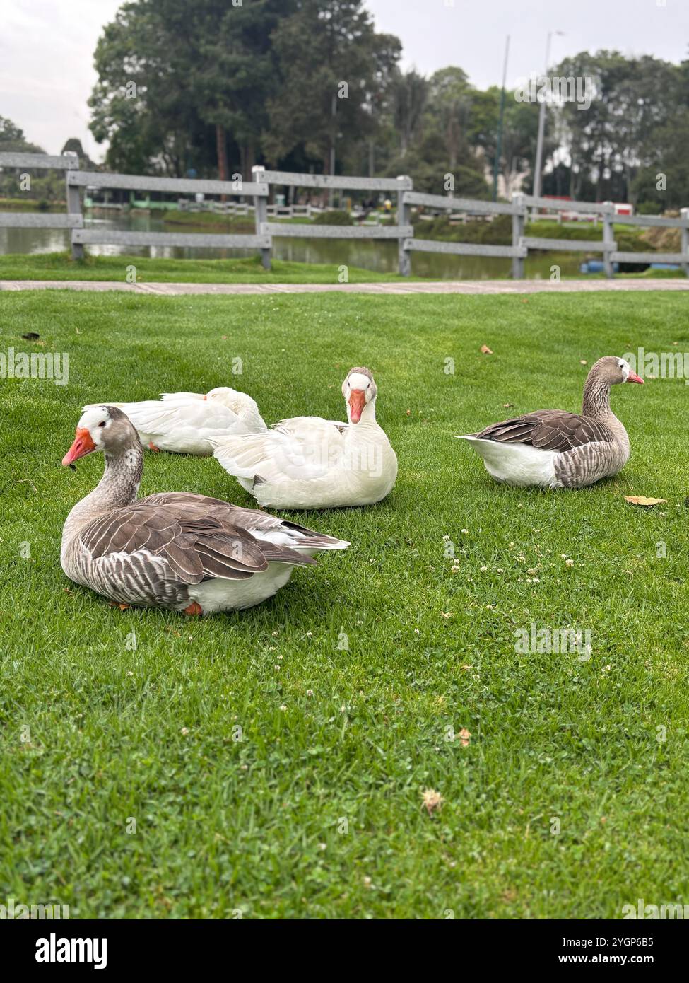 A small flock of geese resting on lush green grass in a peaceful park setting - Smartphone Captured Stock Image