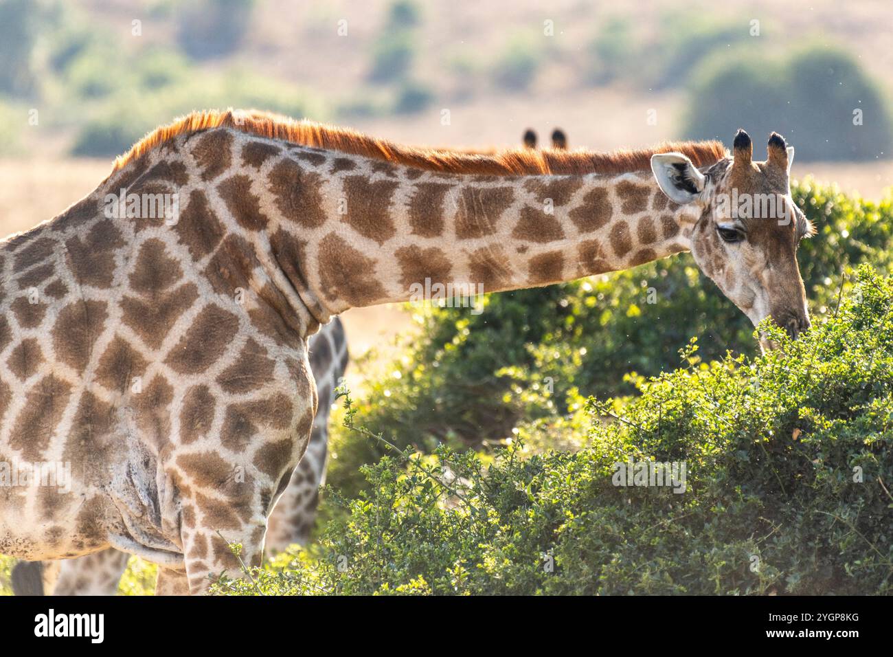 Giraffe adult eating head hi-res stock photography and images - Alamy