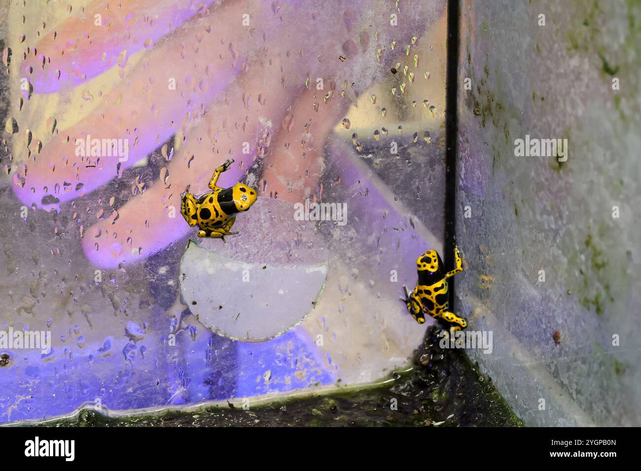 Image showcasing Magdeburg, Germany. 08th Nov, 2024. Two yellow-banded treecreepers ...