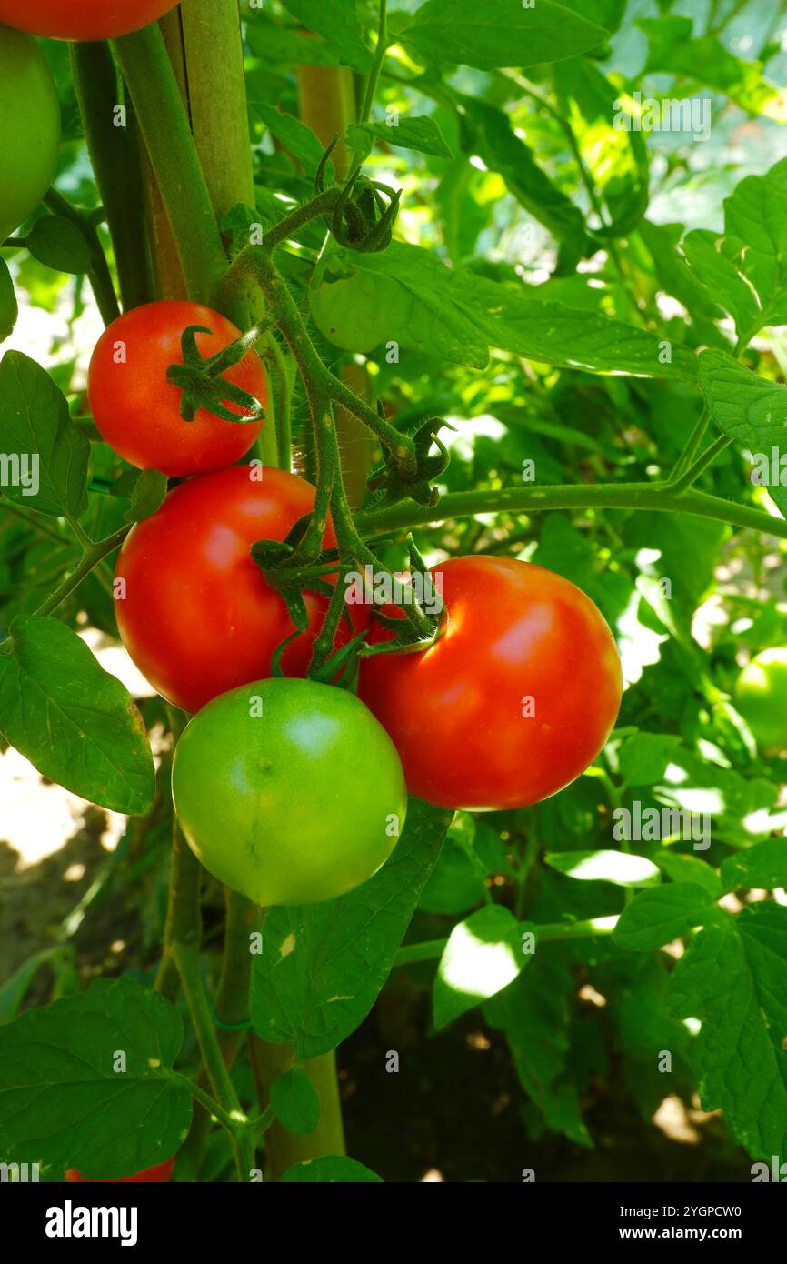 Tomatoes in the vegetable garden ripe and ready for harvest Stock Photo ...