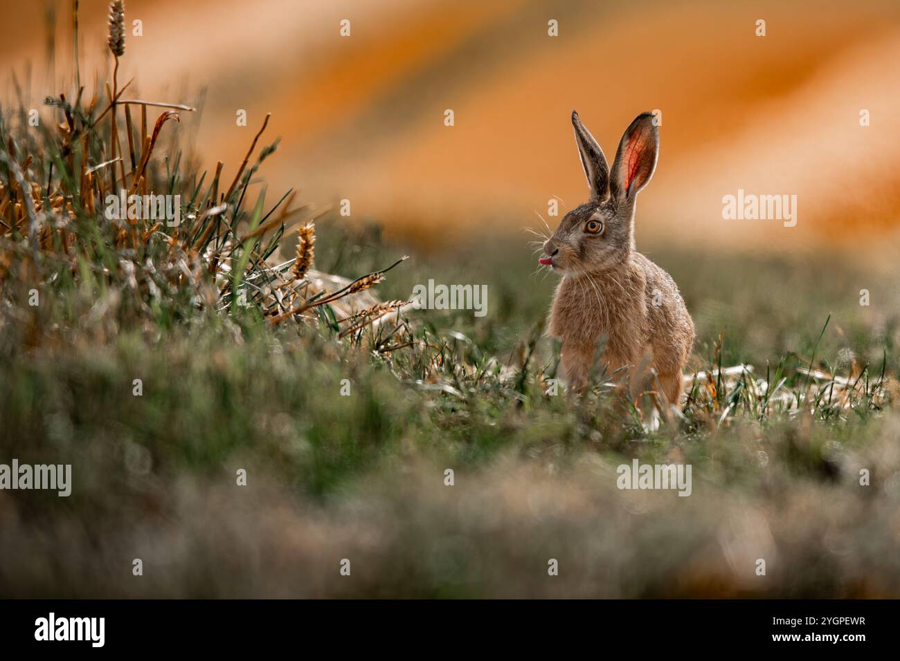 Harvest Hare sat in a freshly cut field. Sat amongst the grass and wheat with an afternoon sunlight backdrop. His tongue is sticking out. Stock Photo